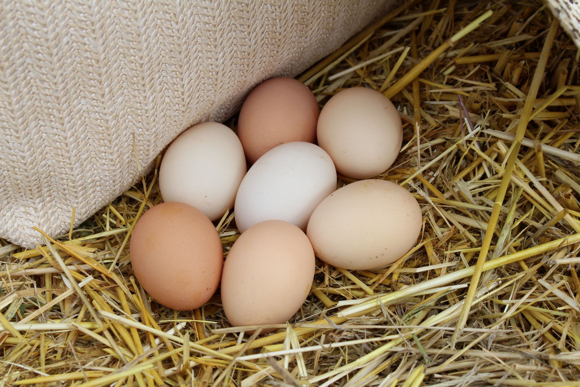 Frische Eier im Stroh als Ergebnis artgerechter Hühnerhaltung mit gutem Hühnerfutter im Garten