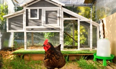 Huhn vor einem modernen Hühnerstall im Garten mit Zugang zu Auslauf und hochwertigem Hühnerfutter