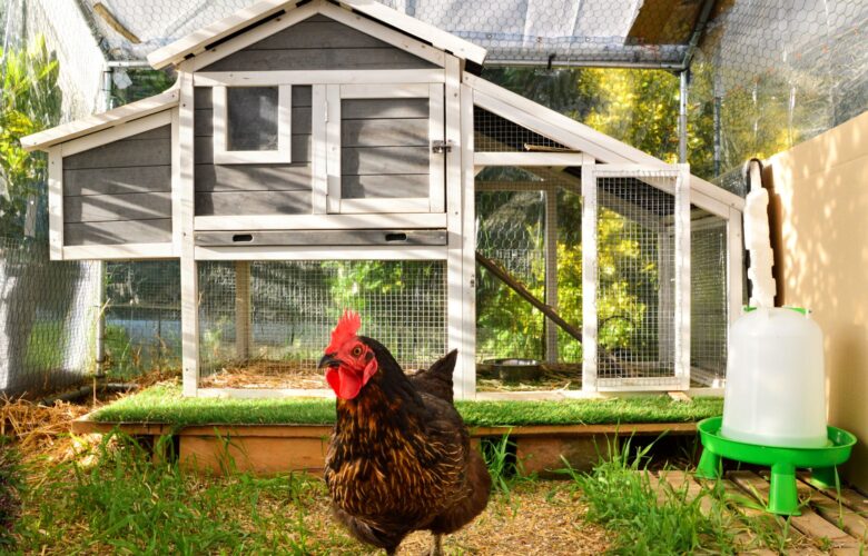 Huhn vor einem modernen Hühnerstall im Garten mit Zugang zu Auslauf und hochwertigem Hühnerfutter