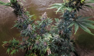 Autoflower Samen_Growbox_Anbau